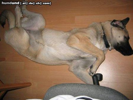 Kangal Cano 7 monate alt,am boden ist es doch bequemer ...**schnarchh...**.