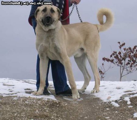 Kangal Mein pasa nochmal