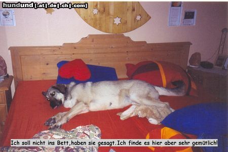 Kangal