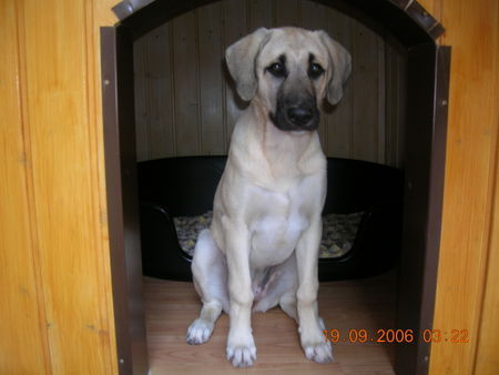 Kangal Layla 10 wochen alt