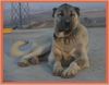 Kangal Hund