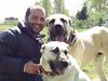 Kangal Hund