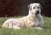 Kangal Hund