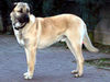 Kangal Hund