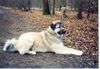 Kangal Hund