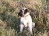 Kangal Hund