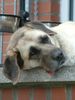 Kangal Hund