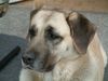 Kangal Hund