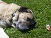 Kangal Hund