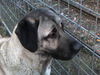 Kangal Hund