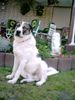 Kangal Hund