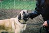 Kangal Hund