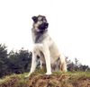 Kangal Hund