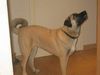 Kangal Hund