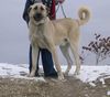 Kangal Hund