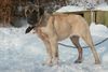 Kangal Hund