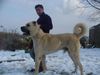 Kangal Hund