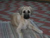 Kangal Hund