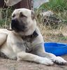 Kangal Hund