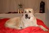 Kangal Hund