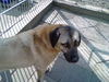 Kangal Hund