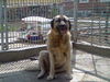 Kangal Hund