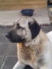 Kangal Hund