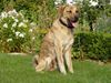 Kangal Hund