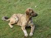 Kangal Hund