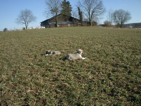 Kangal Schantal mit ihre schwester als 4-5 wochen alt