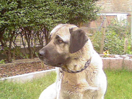 Kangal ates weibschenknape 2 jahre alt krätig gut gebaut sportlich,verträgt sich aber nicht mit anderen hunde und tiere 