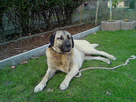 Kangal ATES TAVSAN VE KÖPEK DÜSMANI 