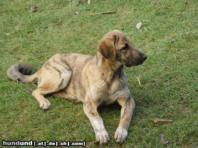 Kangal Unser 