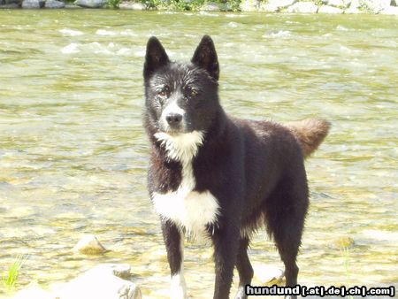 Karelischer Bärenhund Jessy 4 Jahre