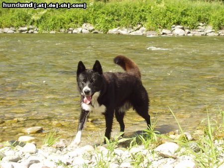 Karelischer Bärenhund Jessy 4 Jahre