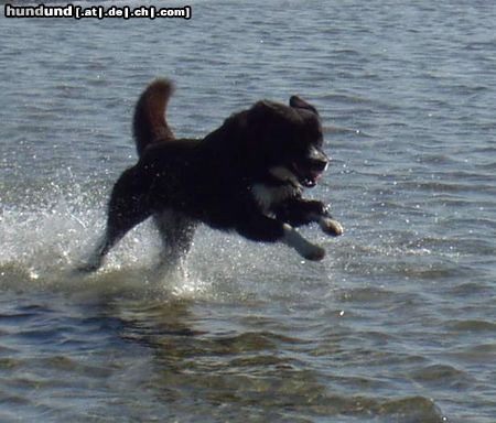 Karelischer Bärenhund