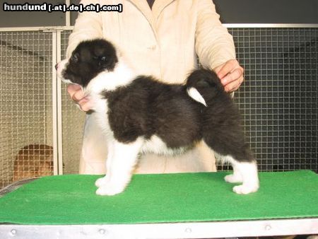 Karelischer Bärenhund 6 weeks old Karelian Beardog, named Vista