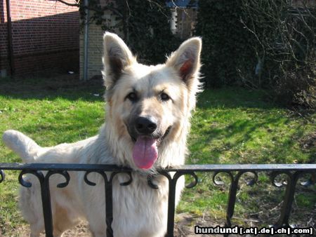 Kaukasischer Schäferhund Das<ist Fellow. Ist wahrscheinlich noch Schäferhund mit drin. Genaueres wissen wir nicht!