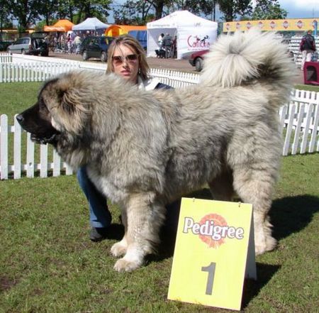 Kaukasischer Schäferhund Kavkazskoy Natsionalnosti NURBEK - Candidate Champion of Poland, Multi Best Male in Breed, Multi Best of Breed Winner, the most winning Junior Male in Poland in the year 2006 (winner of 6 International Shows in Poland in Junior Class + 6 times Best Junior), Junior Champion of Poland, Multi Junior Winner, Multi Best Junior in Breed, Winner of II FCI Junior's Group, one of 5 Best of Group final Winners, Best Puppy in Breed, Best of Breed Puppy and III Puppies Best in Show Winner (55 puppies in competition), 3rd BIS Junior. Son of Multichampion, Champion of Russia, Champion of RKF, Champion of Latvia, Champion of Poland, Candidate to the Champion of Ukraine, Junior Champion of Poland, Candidate to International Champion, Multi CACIB Winner, 2 x vice Best of Group Winner, Junior Club Winner of Poland'2004 + Junior BOB Winner, Multi Best Male in Breed, Multi Junior Winner, Multi Best of Breed Winner, Multi CWC/CAC Winner, Multi Best Puppy in Breed + BOB Puppy, BOB Polish Puppy at International Show Poznan'2003, Puppy Best in Show Winner, Puppy v-ce Best in Show Winner, II Best of Group Winner FLEX z Woli and Champion of Russia, Champion of NKP BAYA.