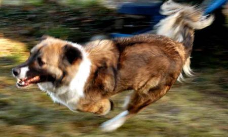 Kaukasischer Schäferhund Kaukasischer Ovtcharka 