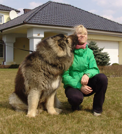 Kaukasischer Schäferhund Sina und Bravy