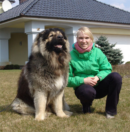 Kaukasischer Schäferhund Sina und Bravy