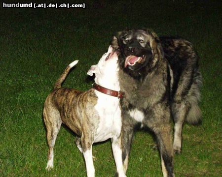 Kaukasischer Schäferhund Mein Balu und seine Freundin Gina beim toben