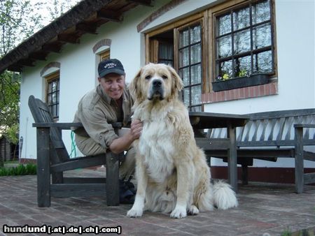 Kaukasischer Schäferhund Benni : Mischung aus kaukasischem Schäferhund und Bernhardiner