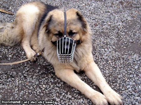 Kaukasischer Schäferhund Tirmarkt in Georgien