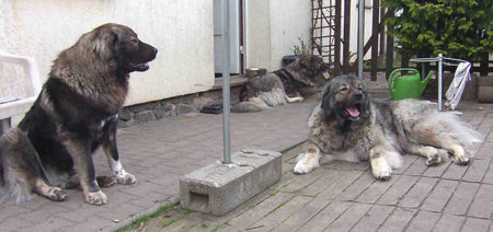 Kaukasischer Schäferhund Anuschka,Belaja  und Chern´ka von der alten Dorfschule