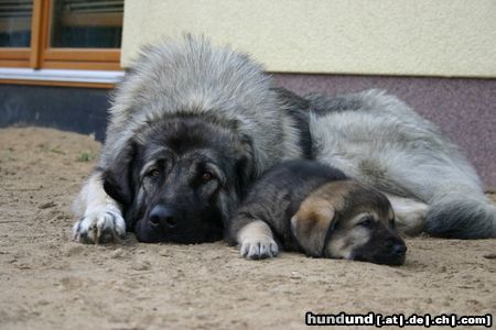 Kaukasischer Schäferhund meine Nelly mit Kaukasenmama