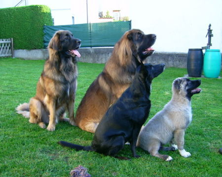 Kaukasischer Schäferhund Bruno mit seinem Rudel