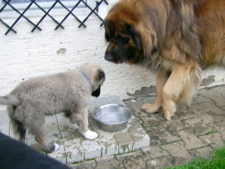 Kaukasischer Schäferhund Tu mir nichts - ich tu dir auch nichts!