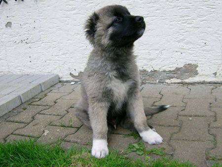 Kaukasischer Schäferhund Bruno